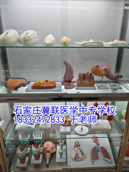 石家莊冀聯(lián)醫(yī)學(xué)中等專業(yè)學(xué)校2024年報(bào)名人數(shù)